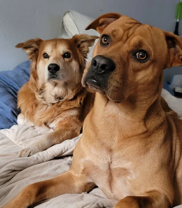 The Pet Hospital of La Mesa 6