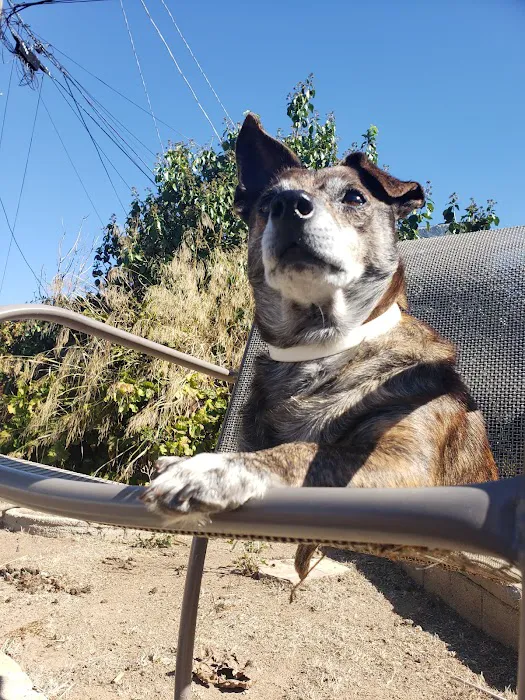 The Pet Hospital of La Mesa 5