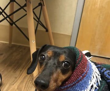 Pet Emergency & Specialty Center - La Mesa