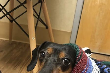 Pet Emergency & Specialty Center - La Mesa