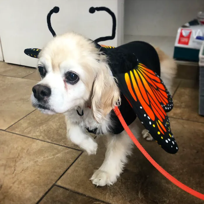 Rancho San Carlos Pet Clinic 2