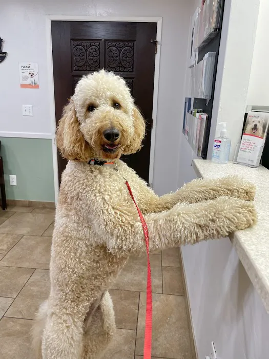 Rancho San Carlos Pet Clinic 4
