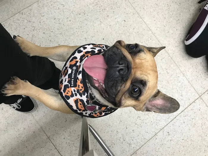 Santee Pet Hospital 10