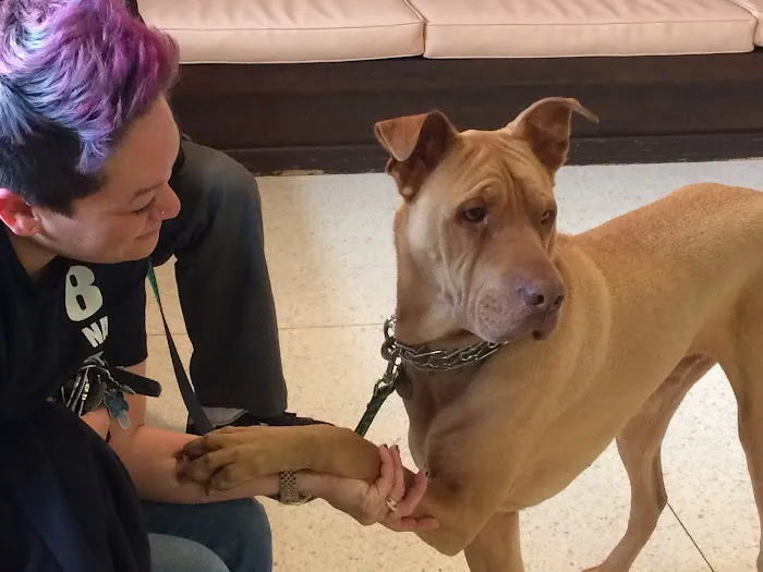 Santee Pet Hospital 5