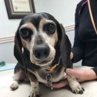 Santee Pet Hospital ico