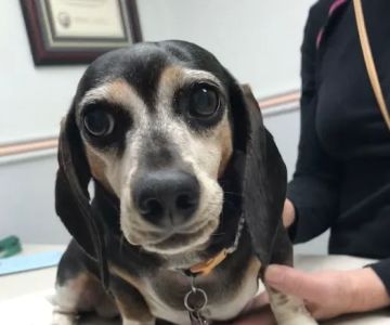 Santee Pet Hospital
