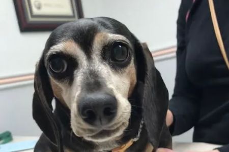 Santee Pet Hospital
