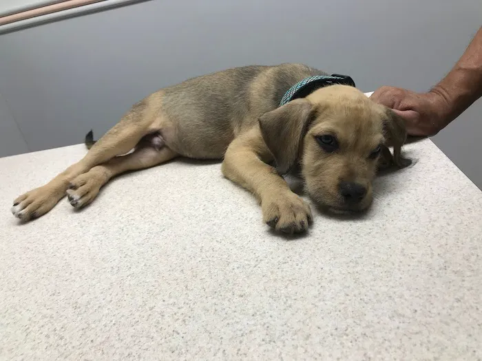 Santee Pet Hospital 4