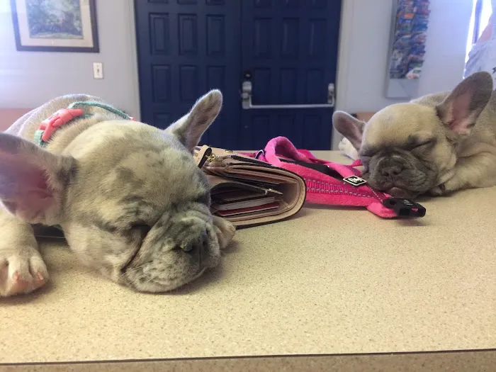 Santee Pet Hospital 2
