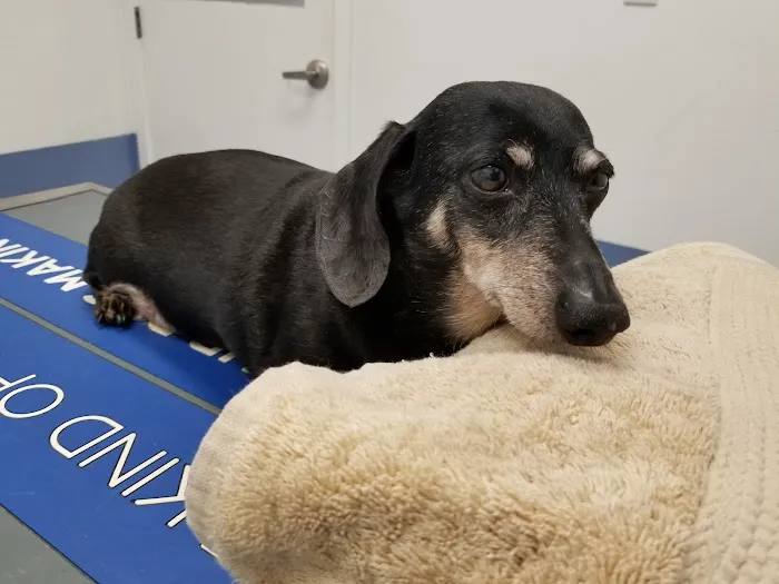 Jamul Veterinary Hospital 6