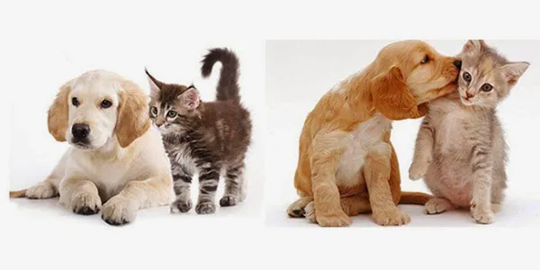 Lemon Grove Veterinary Hospital 1
