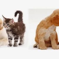 Lemon Grove Veterinary Hospital ico