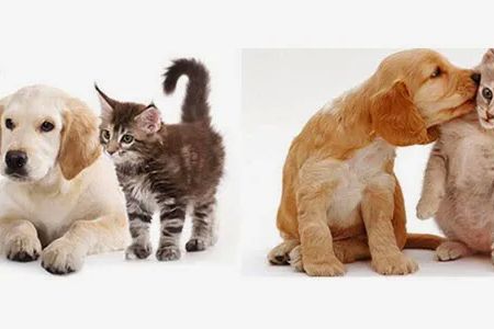 Lemon Grove Veterinary Hospital