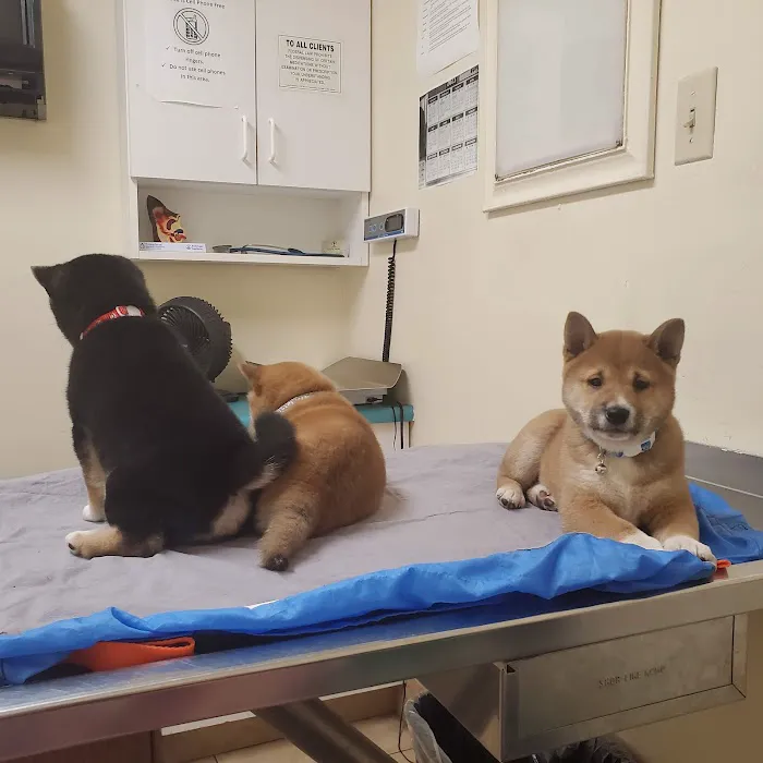 Lemon Grove Veterinary Hospital 4