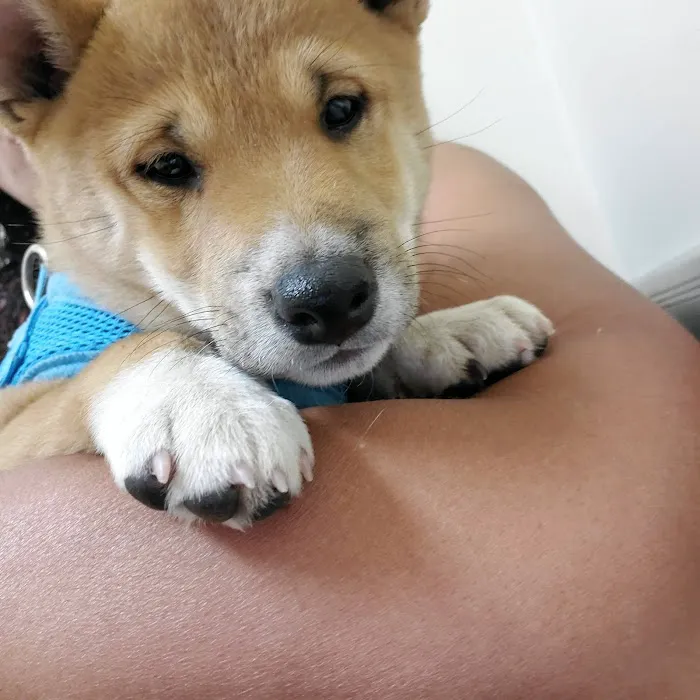 Lemon Grove Veterinary Hospital 7