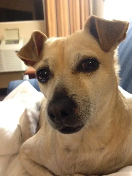 Our Pet Vets - University Pet Hospital 12