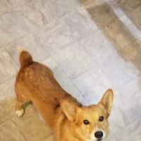 Our Pet Vets - University Pet Hospital ico