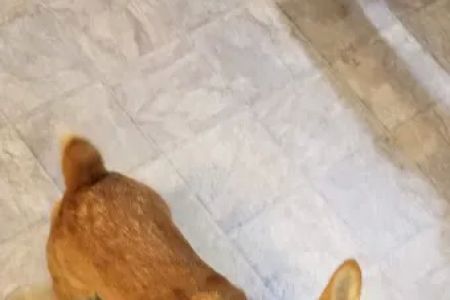 Our Pet Vets - University Pet Hospital