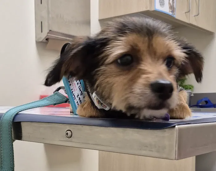 Vetco Total Care Animal Hospital 12