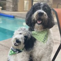 El Cerrito Veterinary Hospital ico