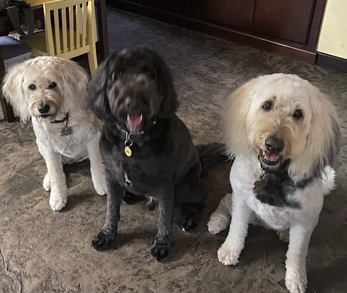 El Cerrito Veterinary Hospital 9