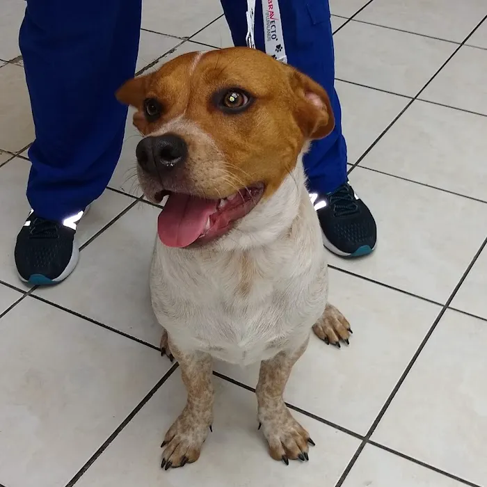 Humane Vet Hospital of San Diego 4