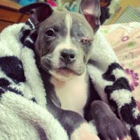 Humane Vet Hospital of San Diego ico