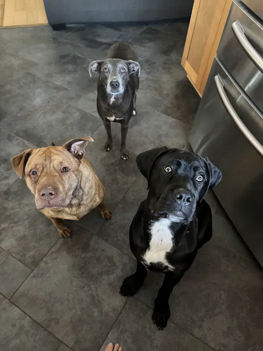 Shots For Pets 6