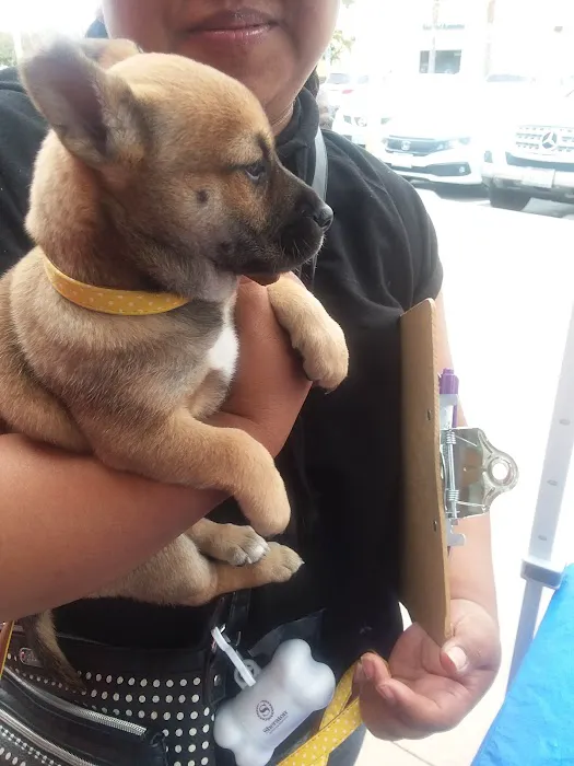 Shots For Pets 4