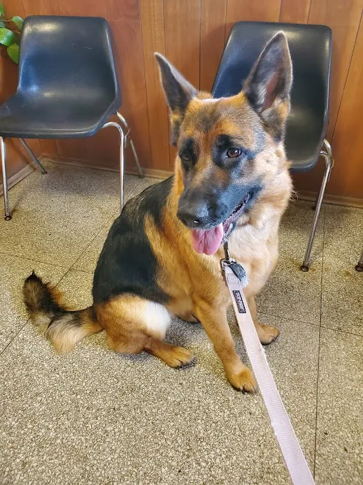 Town & Country Animal Hospital 12