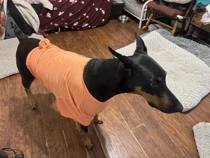 Town & Country Animal Hospital 12