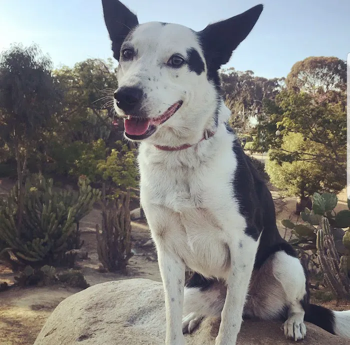 Town & Country Animal Hospital 12
