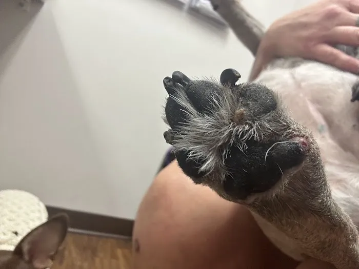 Hermitage Animal Clinic 10