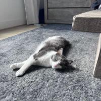 Hermitage Animal Clinic ico