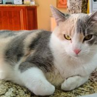Family And Friends Veterinary Care ico