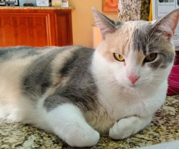 Family And Friends Veterinary Care
