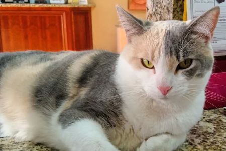 Family And Friends Veterinary Care