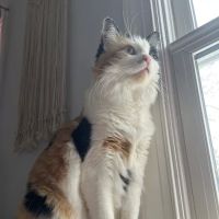 Lebanon Road Animal Hospital ico