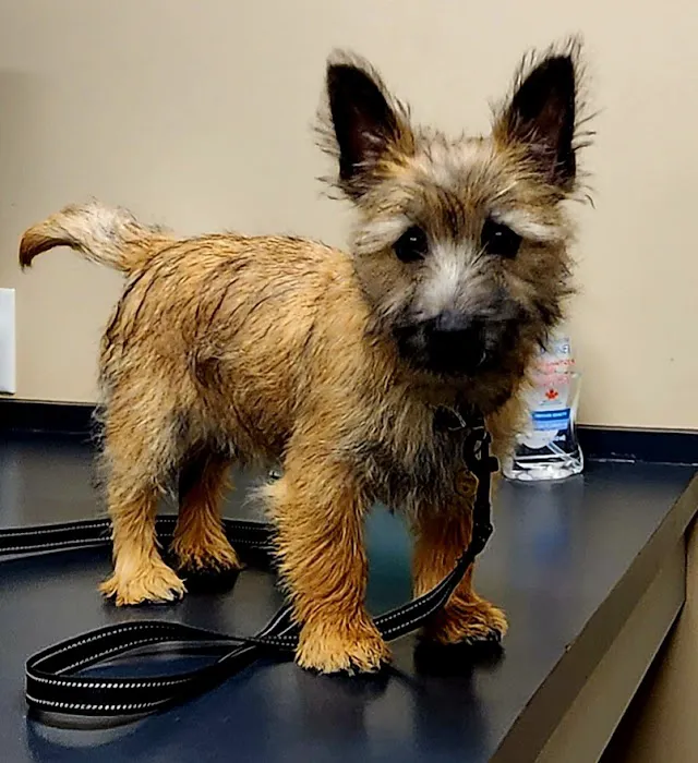 Cumberland Animal Hospital 12