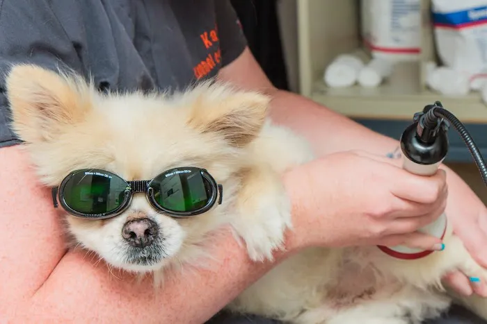 Cumberland Animal Hospital 12