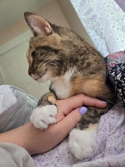 Lebanon Animal Hospital 2
