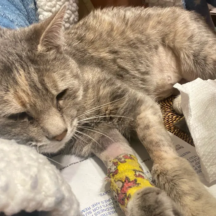 Lebanon Animal Hospital 6