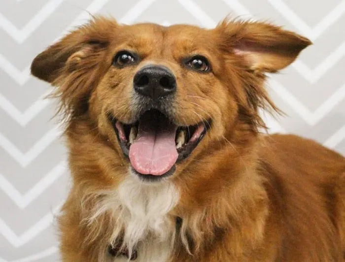 McCormick Animal Clinic 12