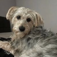 Elm Hill Veterinary Clinic ico