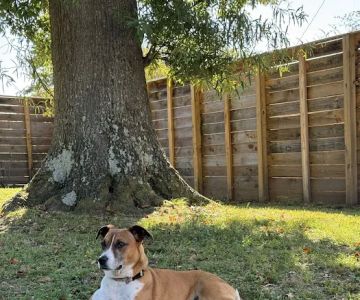 King Doug DVM