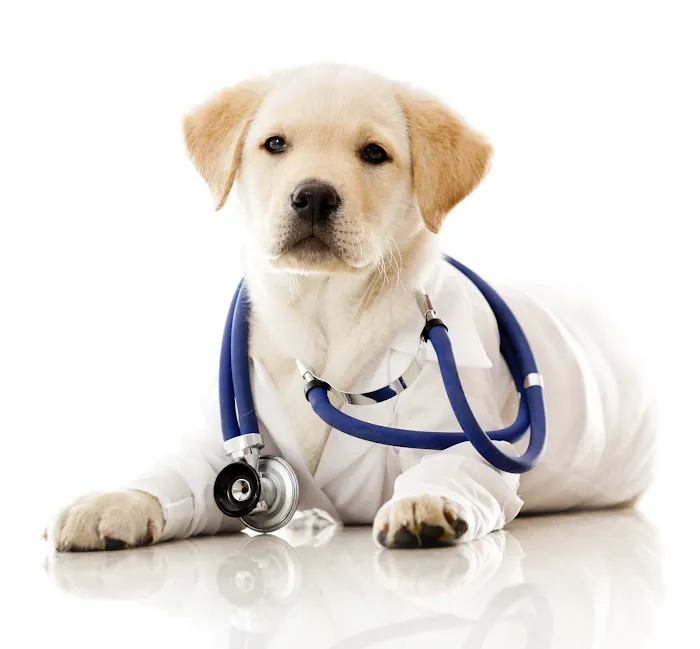 Donelson Animal Hospital, LLC 4