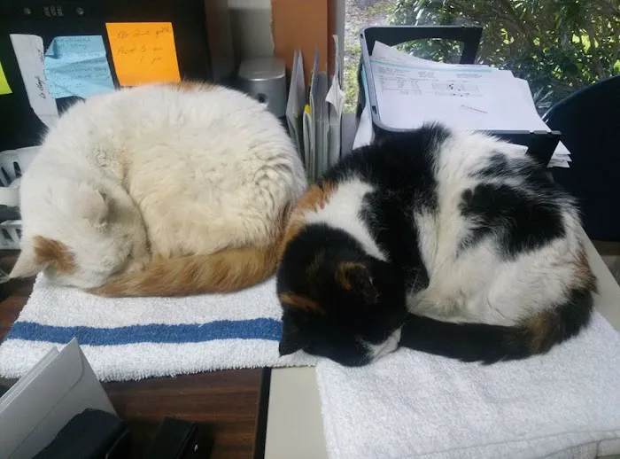 Las Palmas Pet Clinic 8