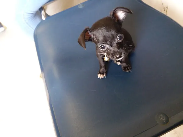 Las Palmas Pet Clinic 2