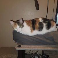 Vetco Total Care Animal Hospital ico