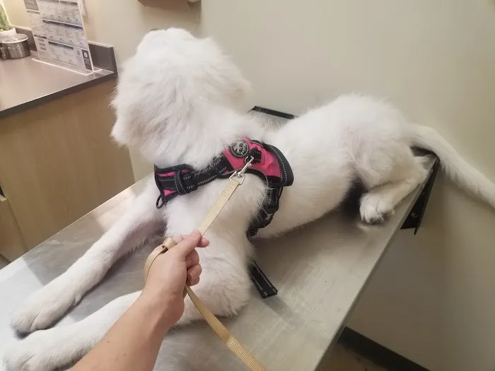 Vetco Total Care Animal Hospital 12
